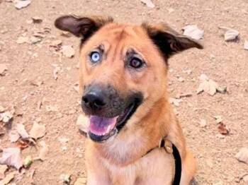 Lunasa -  Mixed Breed Dog for Adoption in Georgetown, Texas - Lunasa | PetCurious