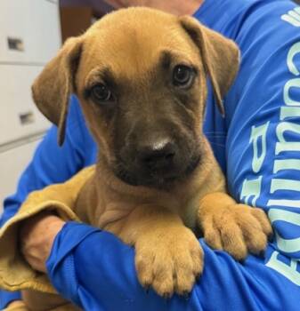 Rescue Mixed Breed Dogs for Adoption in West Chester, Pennsylvania - Wheat | PetCurious