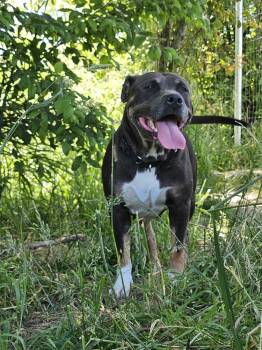 Rescue Pit Bull Terrier Dogs for Adoption in Deerfield, Michigan - Shine | PetCurious