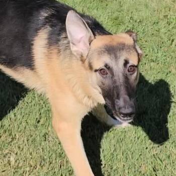 Mulan -  German Shepherd Dog Dog for Adoption in Lynchburg, Virginia - Mulan | PetCurious