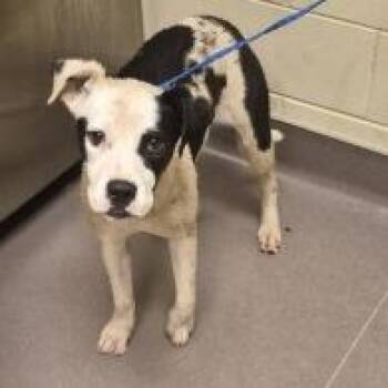Panda -  Pit Bull Terrier and Mixed Breed Dog for Adoption in Norman, Oklahoma - Panda | PetCurious