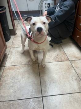 Rescue Mixed Breed Dogs for Adoption in Cincinnati, Ohio - The Gill-Man | PetCurious