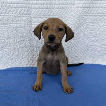 Edamame -  Terrier Dog for Adoption in Carencro, Louisiana - Edamame | PetCurious