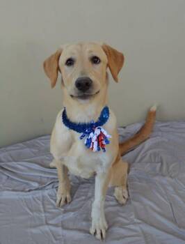 Bell -  Labrador Retriever Dog for Adoption in Mckinney, Texas - Bell | PetCurious