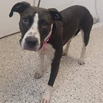 Peach Cobbler -  Labrador Retriever and Hound Dog for Adoption in Hattiesburg, Mississippi - Peach Cobbler | PetCurious