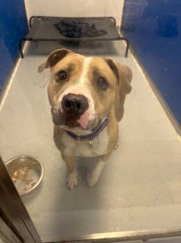 Pit Bull Terrier Dogs Available for Adoption in New Kensington, Pennsylvania - Josie | PetCurious