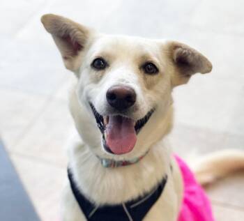 Shepherd and Labrador Retriever Dogs Available for Adoption in Savage, Minnesota - Betty White | PetCurious