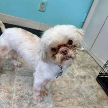 Shih Tzu Dogs Available for Adoption in Boerne, Texas - Marcel | PetCurious