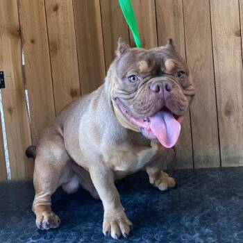 Dino (Dozer) -  Pit Bull Terrier Dog for Adoption in Missouri City, Texas - Dino (Dozer) | PetCurious