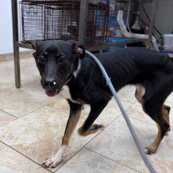 Lumi -  Mixed Breed Dog for Adoption in Galveston, Texas - Lumi | PetCurious