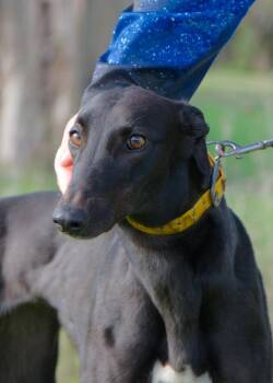 Lisa -  Greyhound Dog for Adoption in Livonia, Michigan - Lisa | PetCurious