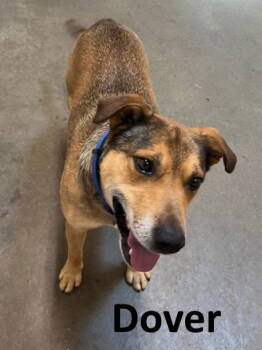 Rescue Shepherd and Bull Terrier Dogs for Adoption in Mountain View, Arkansas - Dover | PetCurious