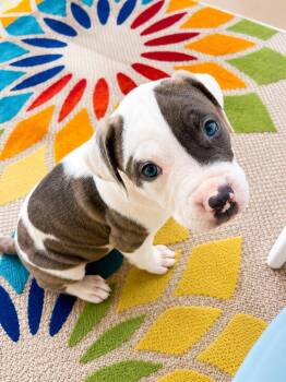 Gunter -  American Bulldog and American Staffordshire Terrier Dog for Adoption in Phoenix, Arizona - Gunter | PetCurious