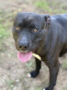 Pit Bull Terrier Dogs Available for Adoption - Coco | PetCurious