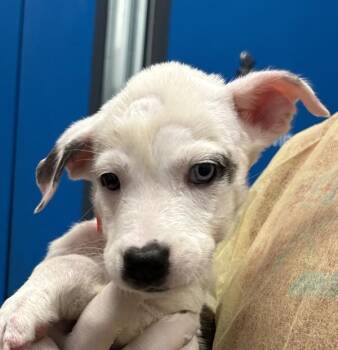 Venus -  Labrador Retriever Dog for Adoption in Golden, Colorado - Venus | PetCurious