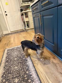 Crispin York -  Yorkshire Terrier Dog for Adoption in Milton, Georgia - Crispin York | PetCurious