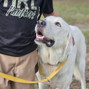 Sneaux (snow) -  Labrador Retriever and Great Pyrenees Dog for Adoption in Bethpage, New York - Sneaux (snow) | PetCurious