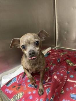 Chihuahua and Mixed Breed Dogs Available for Adoption in Wilkesboro, North Carolina - Leroy | PetCurious
