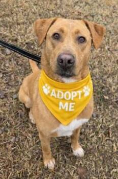 Yellow Labrador Retriever Dogs Available for Adoption in Lake Wylie, South Carolina - Sadie | PetCurious