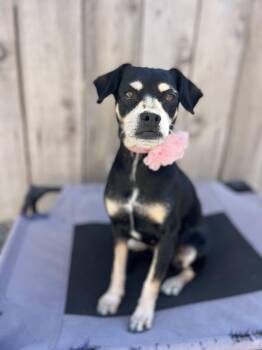 Resse -  Miniature Pinscher and Mixed Breed Dog for Adoption in Poway, California - Resse | PetCurious