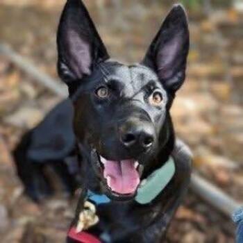 Paisley -  Mixed Breed Dog for Adoption in Watertown, Wisconsin - Paisley | PetCurious