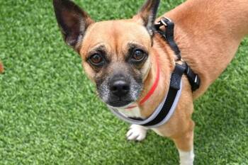 Australian Kelpie and Mixed Breed Dogs Available for Adoption in Fort Lauderdale, Florida - COQUIT | PetCurious