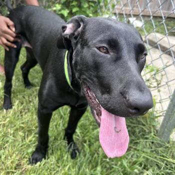 Mannie -  Black Labrador Retriever Dog for Adoption in Chicago, Illinois - Mannie | PetCurious