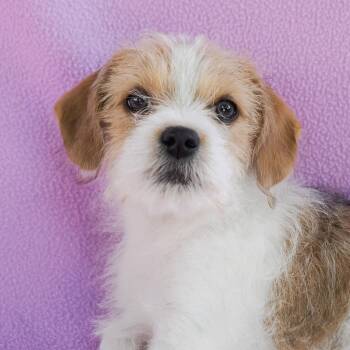 Terrier and Poodle Dogs Available for Adoption - LACEY | PetCurious