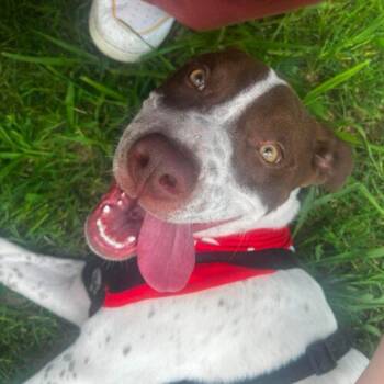 Speck -  Cattle Dog and Mixed Breed Dog for Adoption in Edmond, Oklahoma - Speck | PetCurious