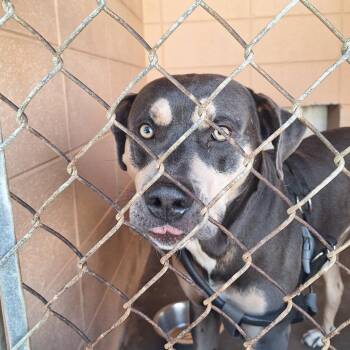 Rebel -  Pit Bull Terrier Dog Available for Adoption in Gautier, Mississippi - Rebel | PetCurious