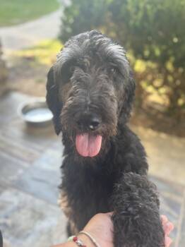 Rescue Standard Poodle and Irish Wolfhound Dogs for Adoption in Richmond, Texas - Doodlebug | PetCurious