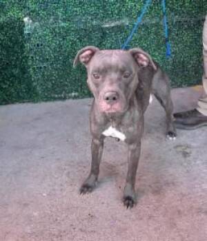 61141966 -  Pit Bull Terrier and Mixed Breed Dog for Adoption in El Paso, Texas - 61141966 | PetCurious