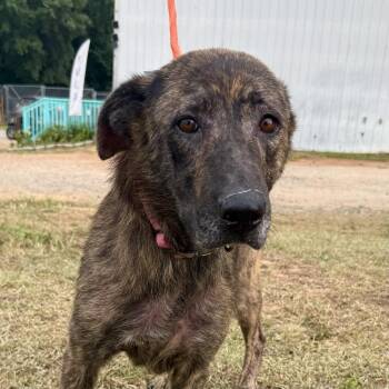 Venus -  Shepherd Dog for Adoption in Columbia, South Carolina - Venus | PetCurious