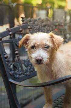 Otis -  Chihuahua and Rat Terrier Dog for Adoption in Dalton, Georgia - Otis | PetCurious