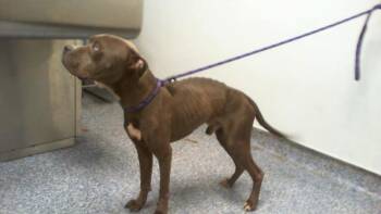 DYLAN -  Pit Bull Terrier Dog for Adoption in Charlotte, North Carolina - DYLAN | PetCurious