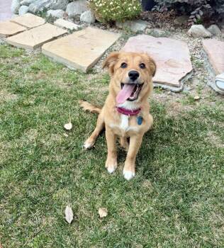 Amelia -  Golden Retriever Dog for Adoption in Pasadena, California - Amelia | PetCurious