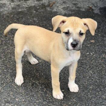 Put it in Reverse -  American Staffordshire Terrier and Mixed Breed Dog for Adoption in Georgetown, Kentucky - Put It In Reverse | PetCurious