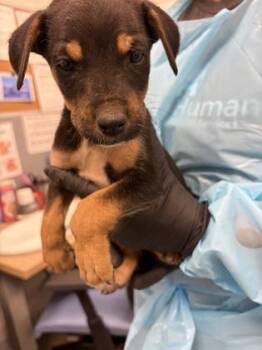 Junco -  Mixed Breed Dog for Adoption in Fresno, California - Junco | PetCurious