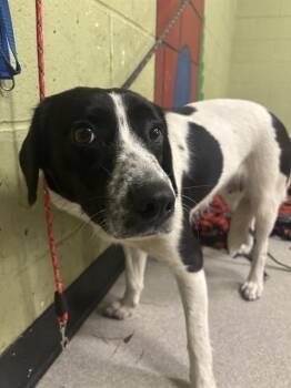 Border Collie and Mixed Breed Dogs Available for Adoption - WALNUT | PetCurious