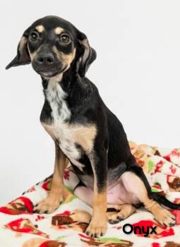 Onyx -  Chihuahua Dog for Adoption in Fredericksburg, Virginia - Onyx | PetCurious