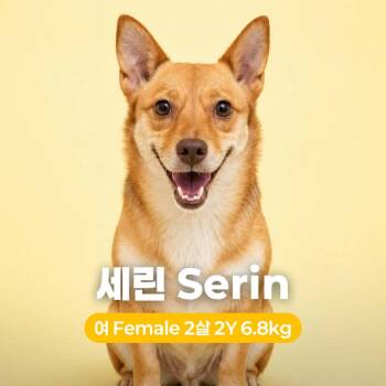 Serin HW+ -  Jindo Dog for Adoption in Northbrook, Illinois - Serin HW+ | PetCurious