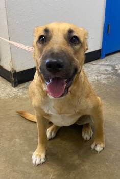 Rescue Mixed Breed Dogs for Adoption in Lockhart, Texas - Kiwi | PetCurious