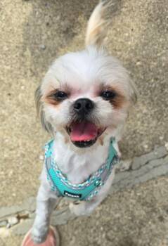 Stitch -  Shih Tzu Dog for Adoption in Ashville, Ohio - Stitch | PetCurious