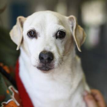 FLOYD -  Dachshund and Chihuahua Dog for Adoption in San Antonio, Texas - FLOYD | PetCurious