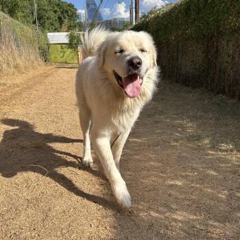 Dr Seuss -  Great Pyrenees Dog for Adoption in Austin, Texas - Dr Seuss | PetCurious