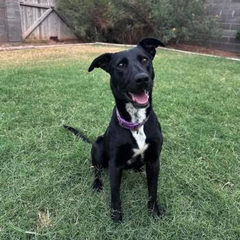 Panther -  Labrador Retriever and Mixed Breed Dog for Adoption in Pelham, New Hampshire - Panther | PetCurious