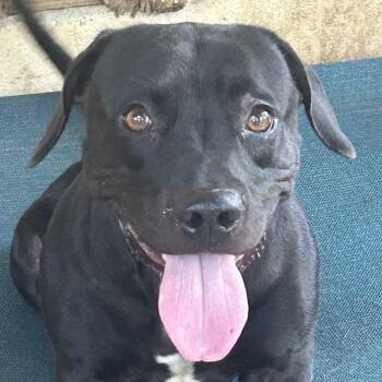 Maci -  Mixed Breed Dog for Adoption in Rockville, Maryland - Maci | PetCurious