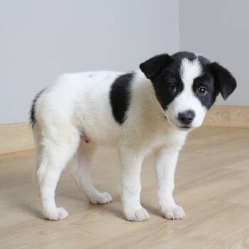 Rescue Border Collie and Mixed Breed Dogs for Adoption in Minnetonka, Minnesota - Creamsicle D67056 | PetCurious
