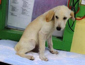 Polo -  Golden Retriever and Mixed Breed Dog for Adoption in Picayune, Mississippi - Polo | PetCurious