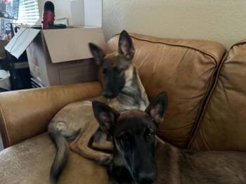 Veera located in Goodyear AZ -  Belgian Shepherd Sheepdog Dog for Adoption in Imlay City, Michigan - Veera Located In Goodyear AZ | PetCurious